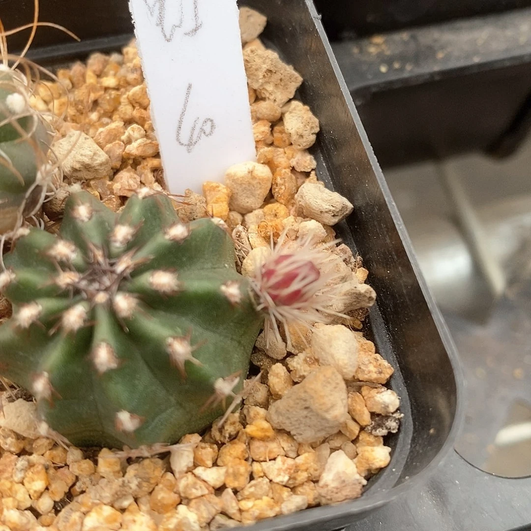 彩**虹土土土花花花花花花花花