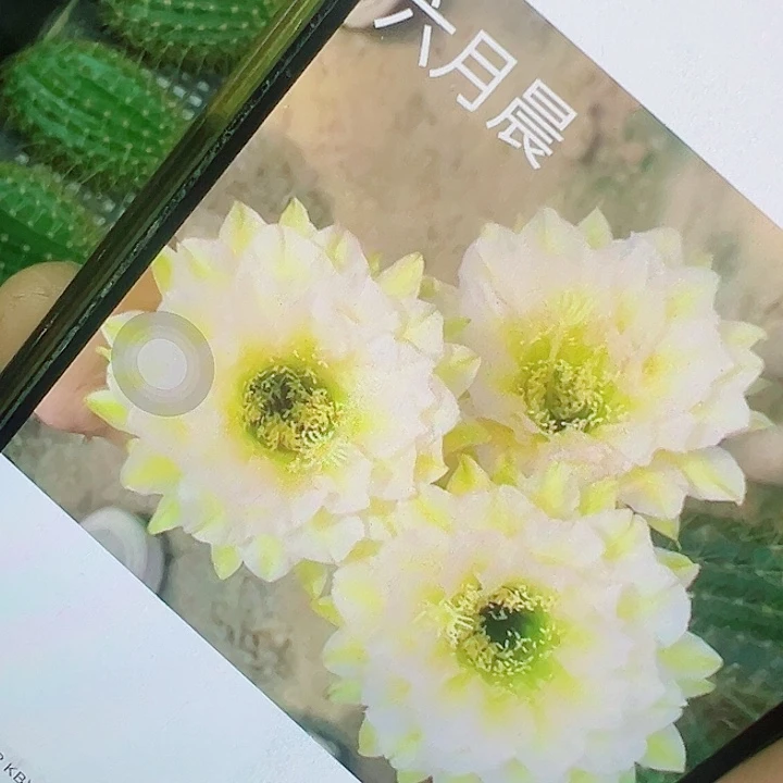 毛花柱 六月晨 侧芽 满20包邮