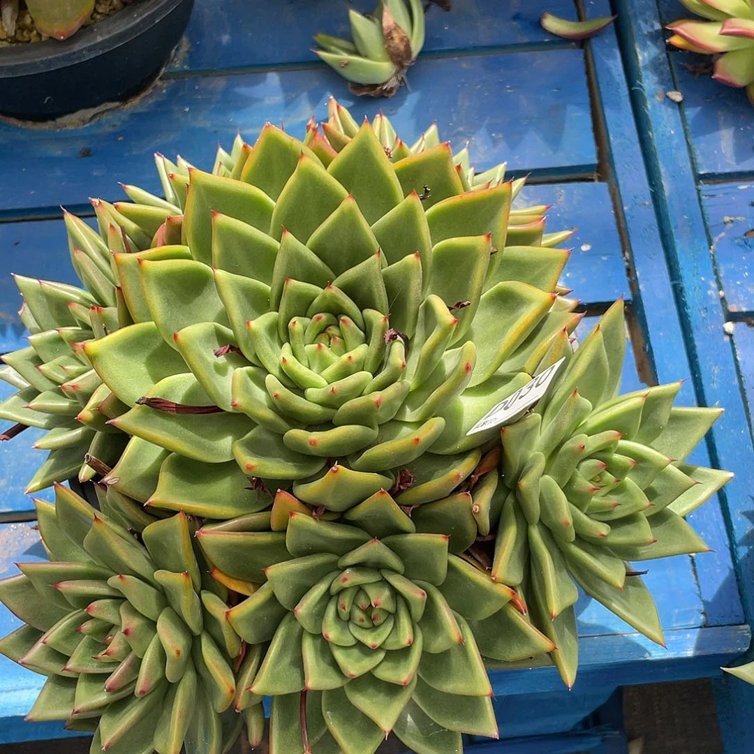 若如东云单拍D030