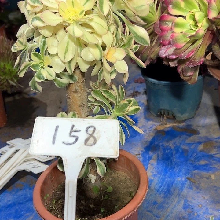 多肉植物艳紫法师
