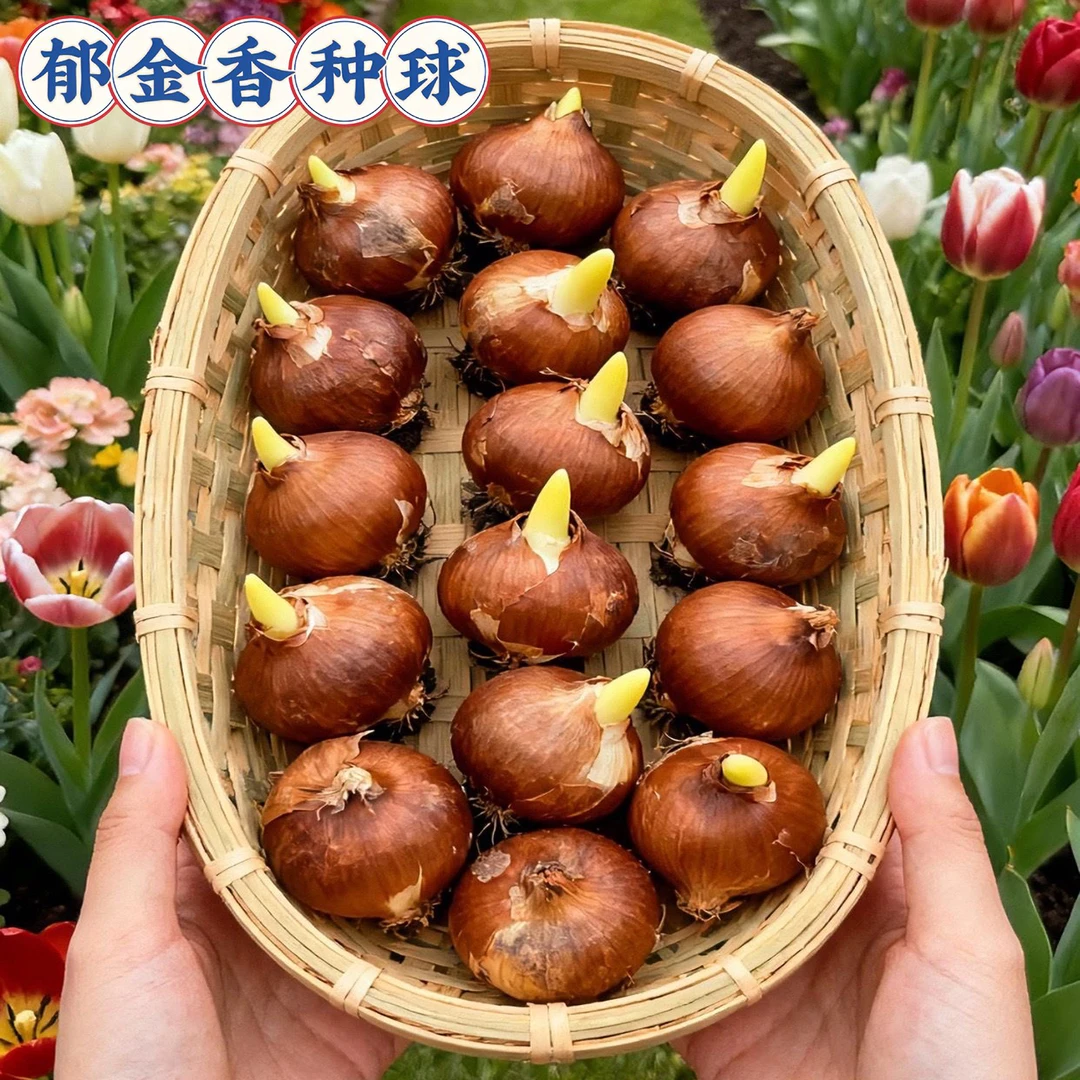 【下单发3颗】进口郁金香大种球5度球盆栽花卉水培土养耐寒室内外