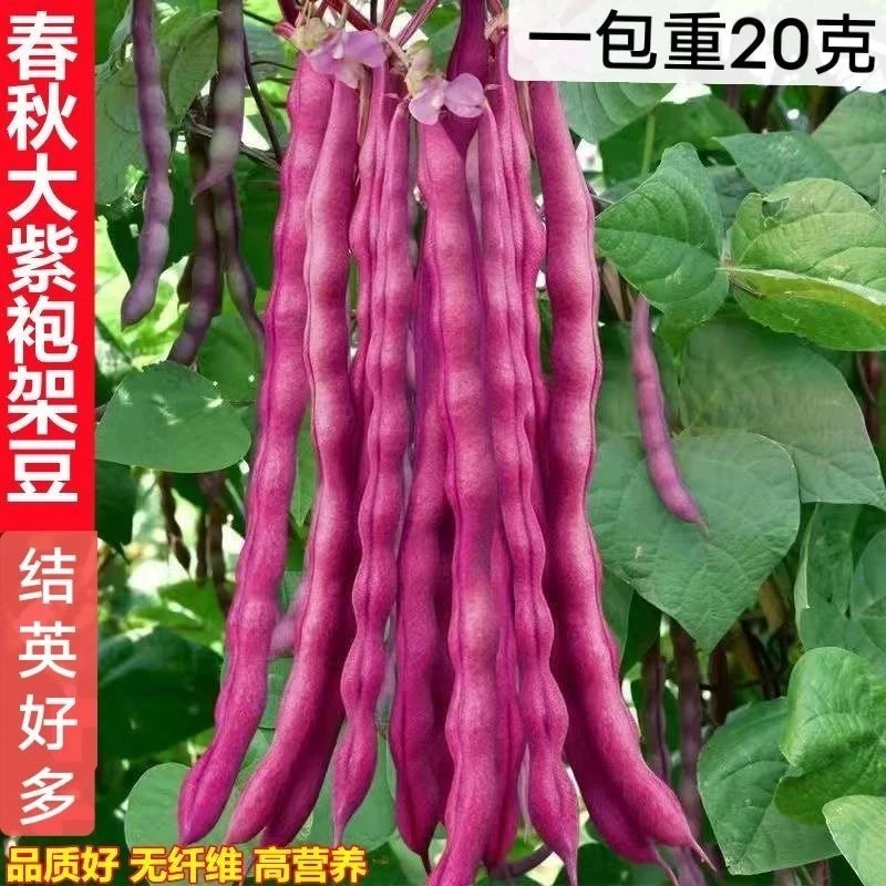 .{}立秋播紫皮豆角正品大紫袍豆角种籽紫袍芸豆角秋季菜秋季