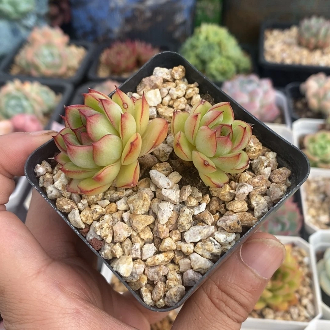 边线东云杂交精控双头有桩
