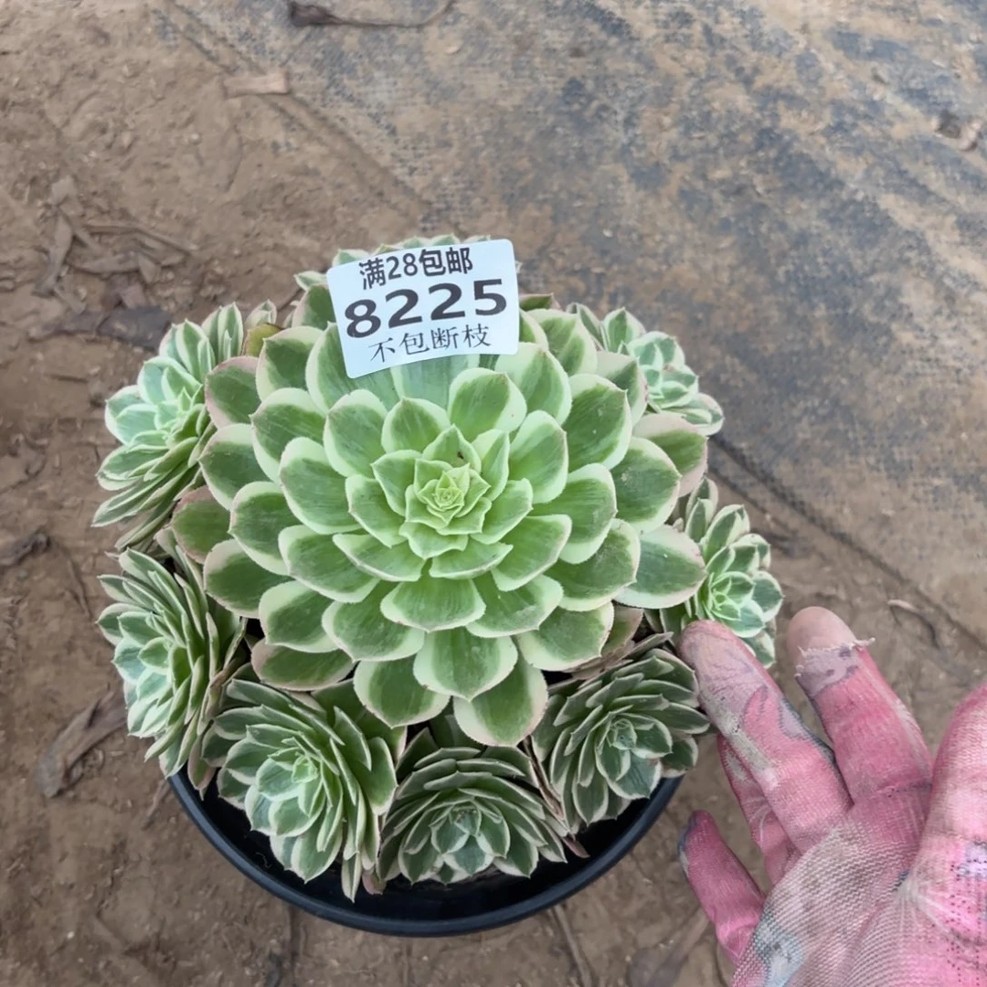 N. 8225孔雀翎多肉，cade