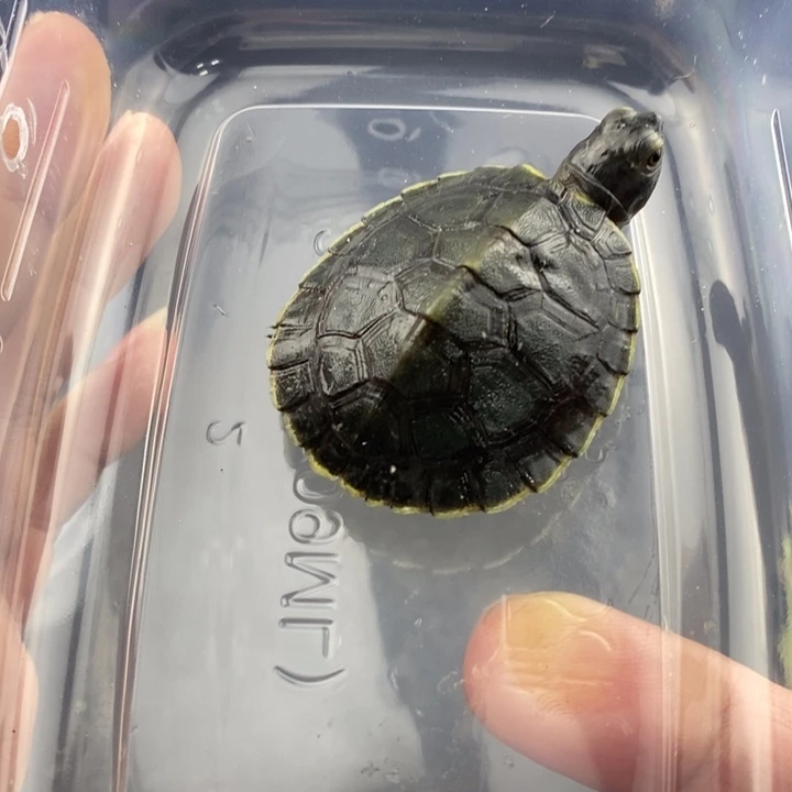 巴西彩龟母66666666