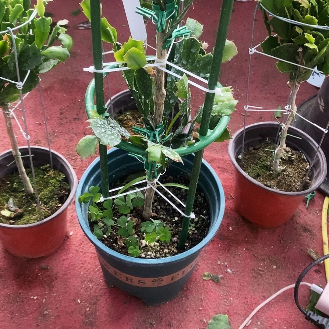 半***.无花朵福利款双层