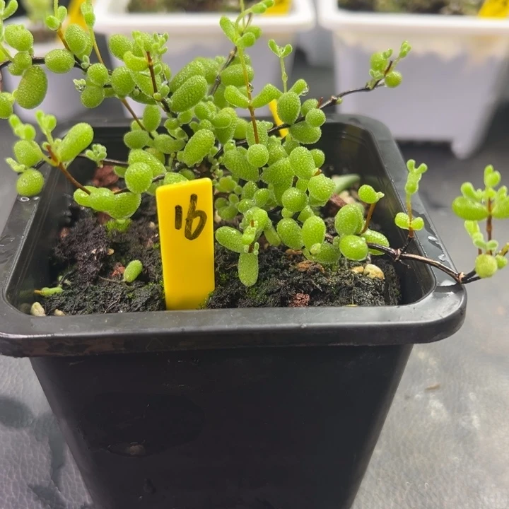 16号翡翠 一物一拍