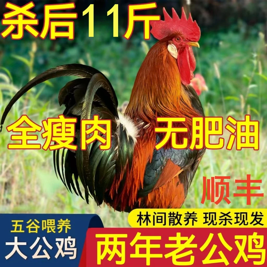 大公鸡散养土鸡大公鸡 散养大冠走地鸡笨鸡山鸡现杀土鸡虫草土鸡
