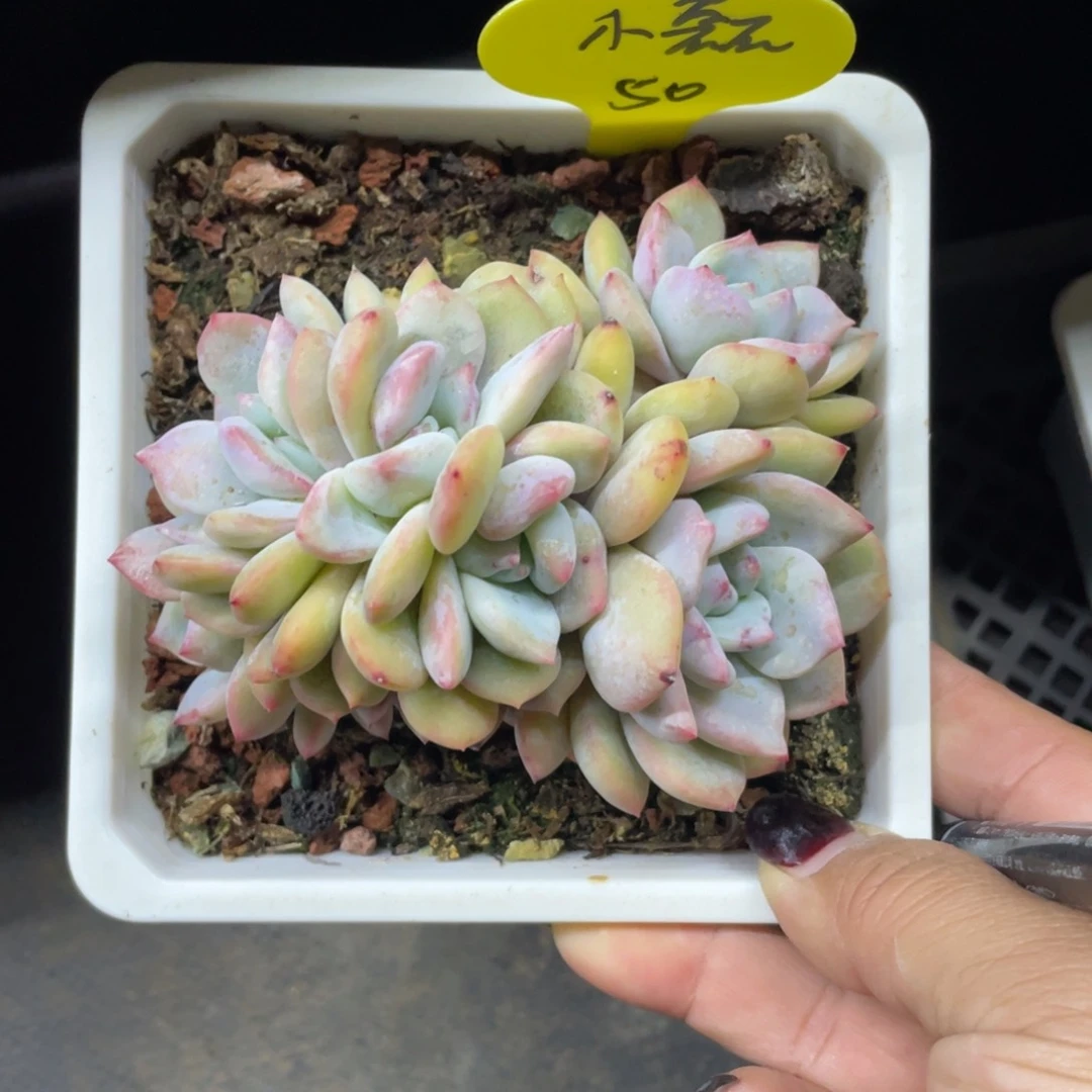 G****磊糖心星影缀化朵朵缀50