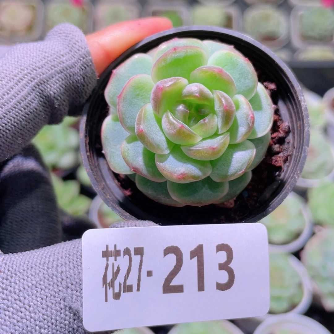 花利美27-213调色盘
