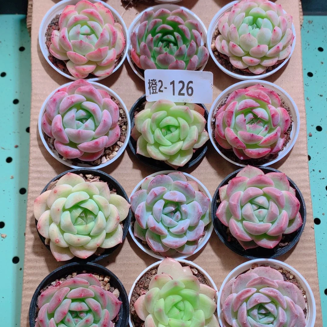 2-126一物一拍带盆18颗