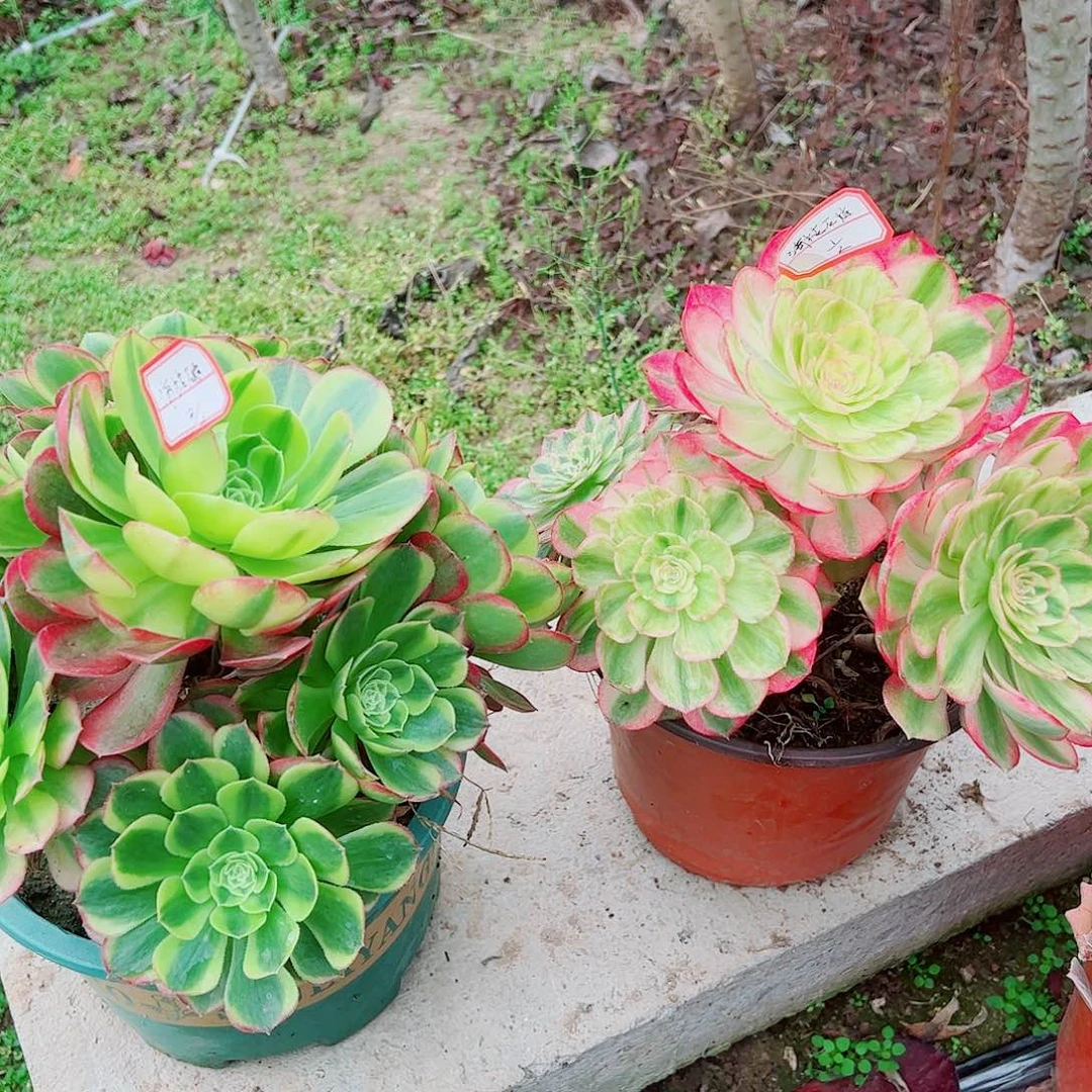 海枯石烂多肉植物保护研究所