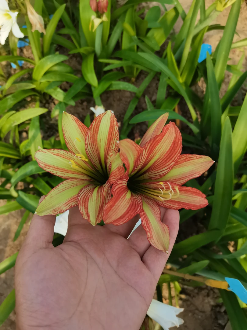 杂交朱顶红花色清新5厘米左右