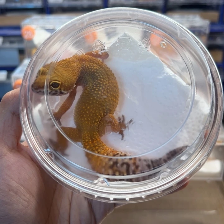 豹纹守宫蜜橘，母，6.28，39科，零下五度不包风险