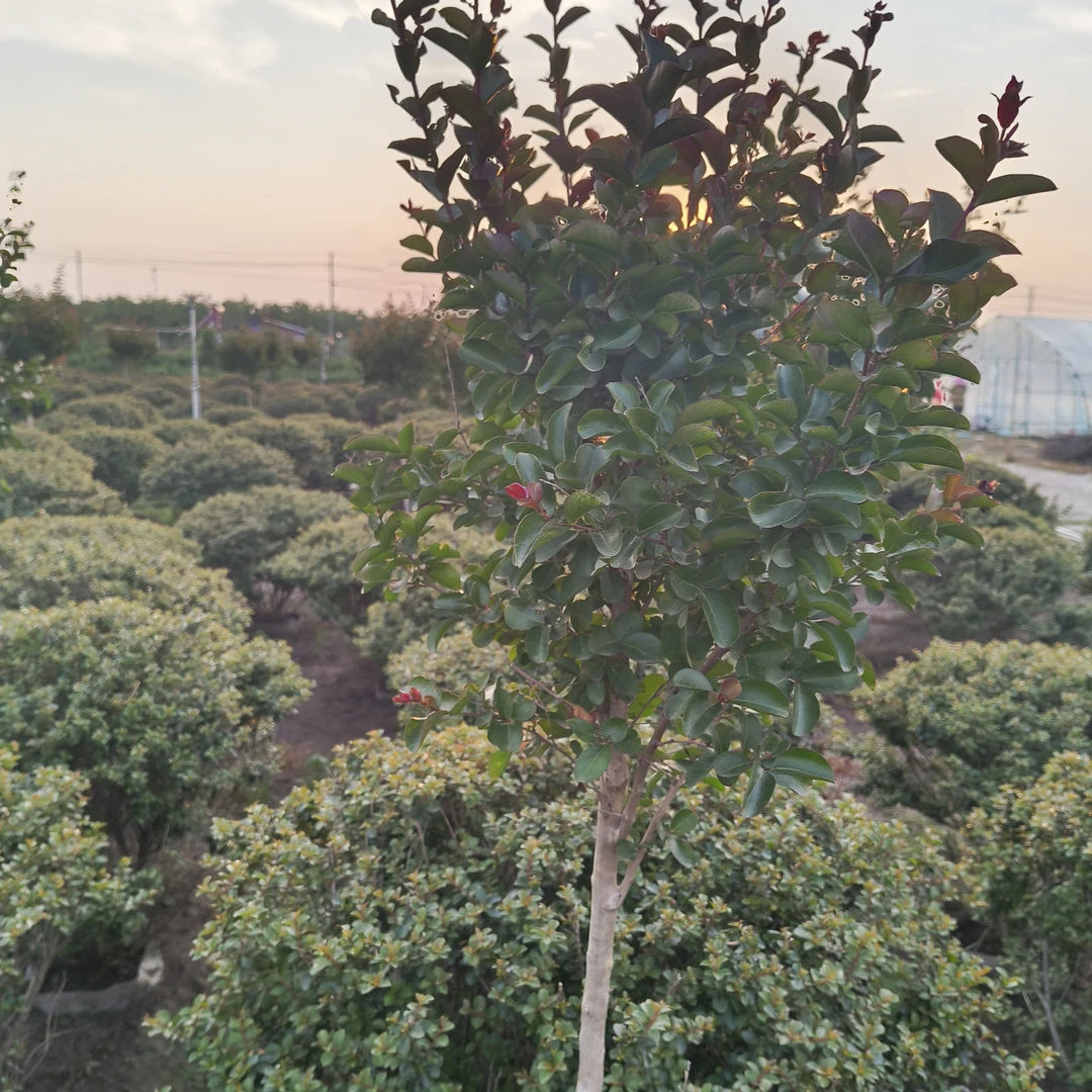 紫薇树苗庭院进口美国红火箭盆栽别墅庭院花卉植物绿化紫薇花