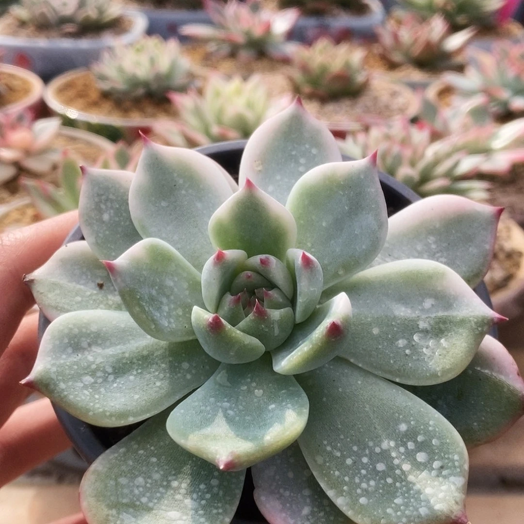 069锦锦锦锦锦锦锦锦锦