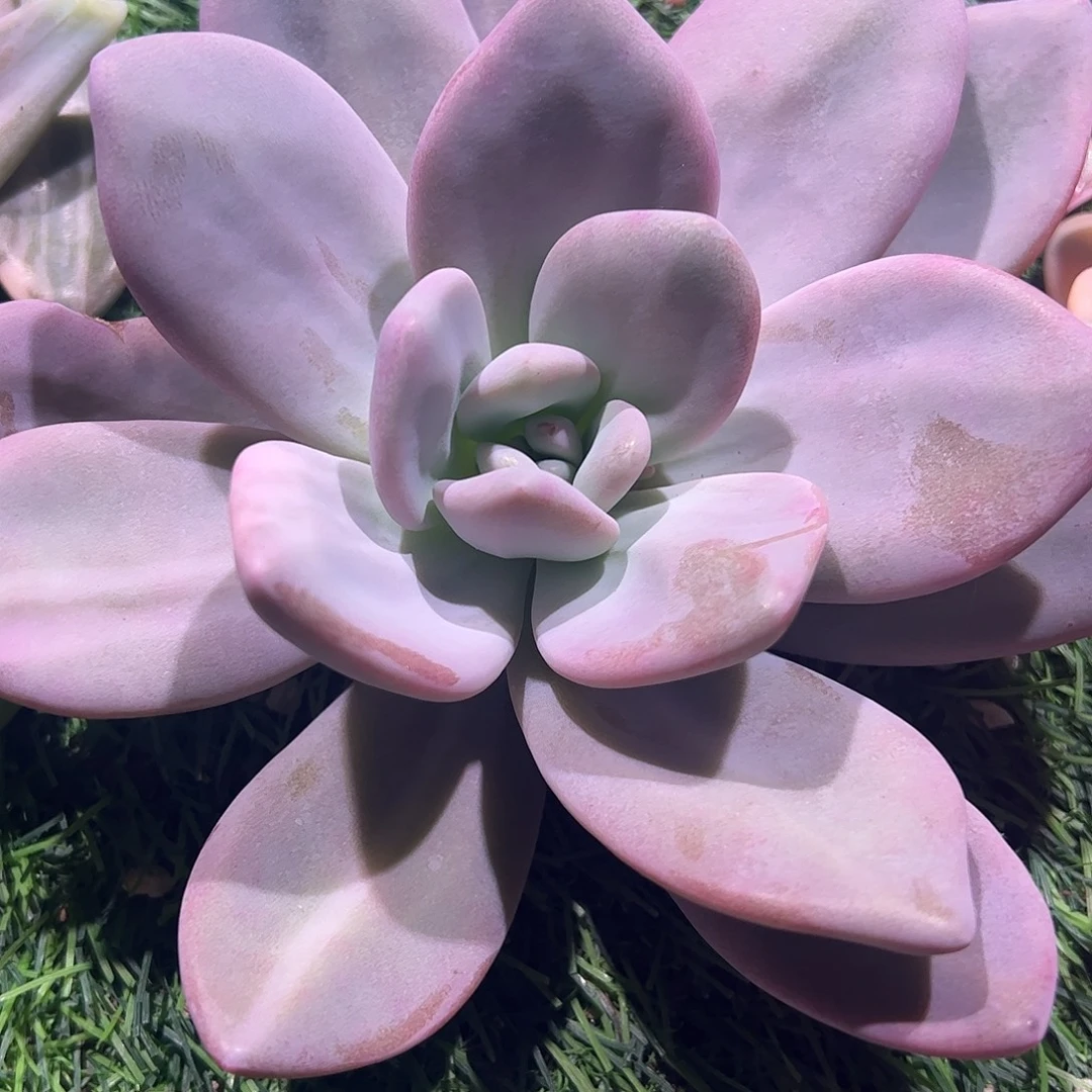 麦***~多肉植物多肉植物