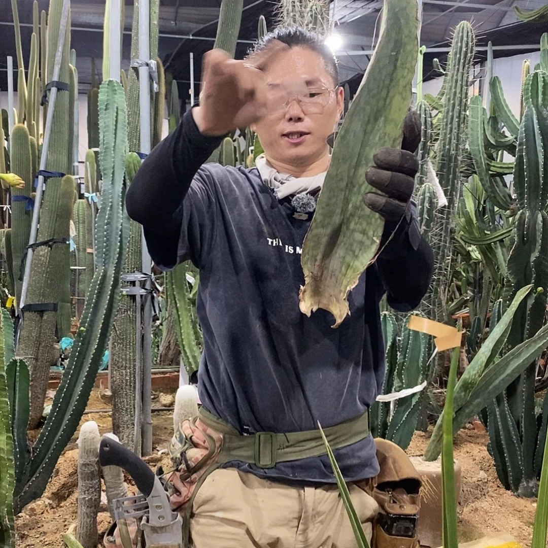 30-40公分虎皮兰叶子一片量拍