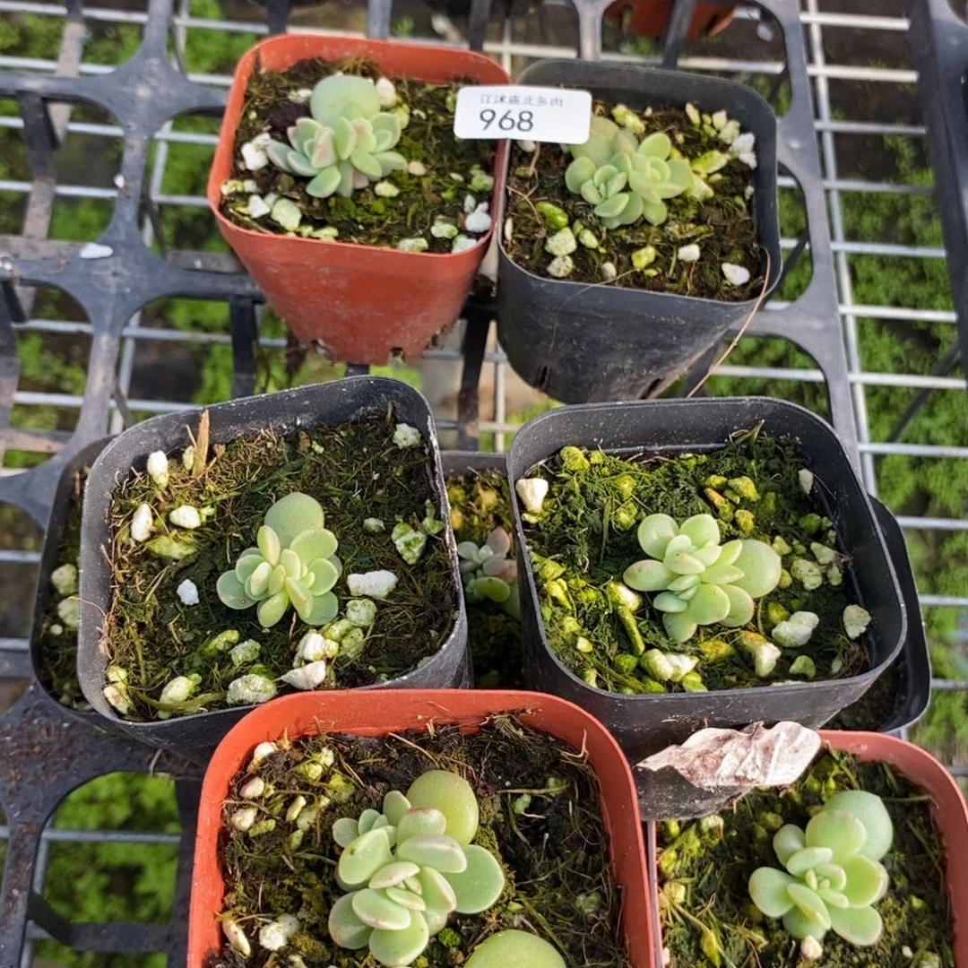 标968紫冰玉一个量拍