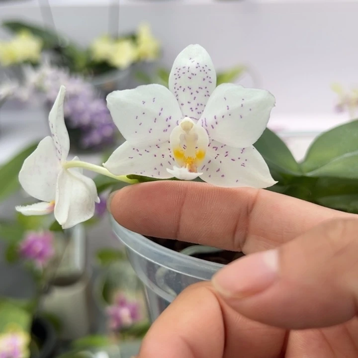 大部分开放少量花苞4.5寸杯柳林细斑交品超仙品