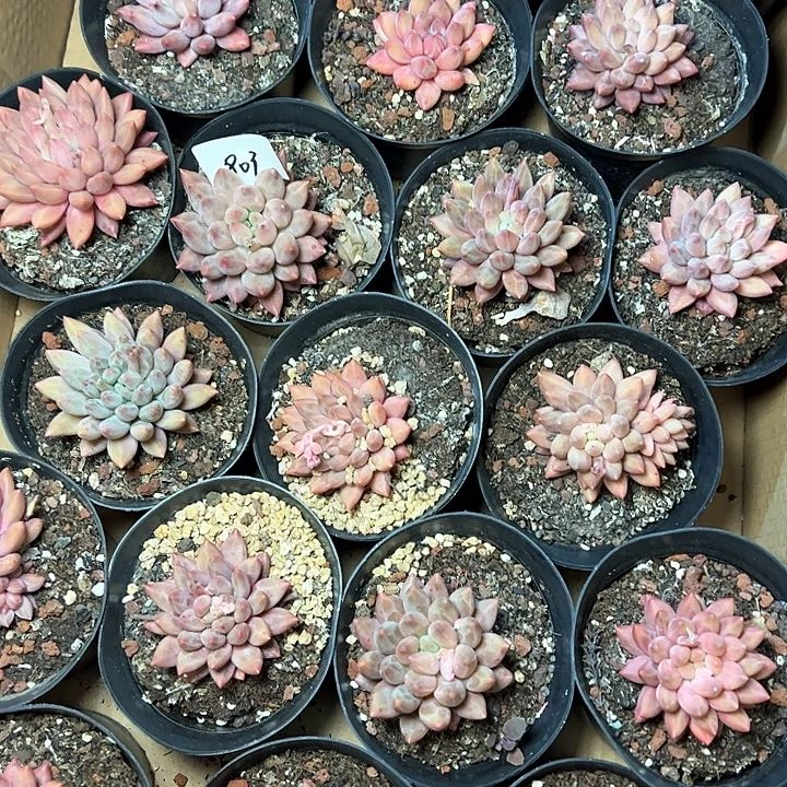 803//////////////////