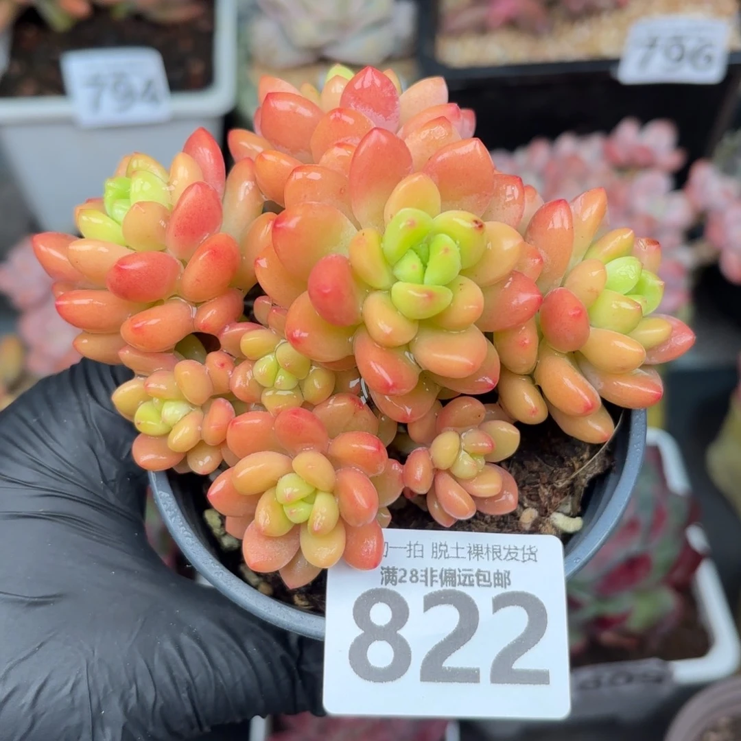 香格里拉无盆土发货