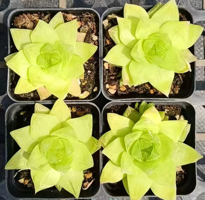黄金菊玉露多肉植物花室内桌面防辐射创意陶瓷盆种好发盆栽花卉