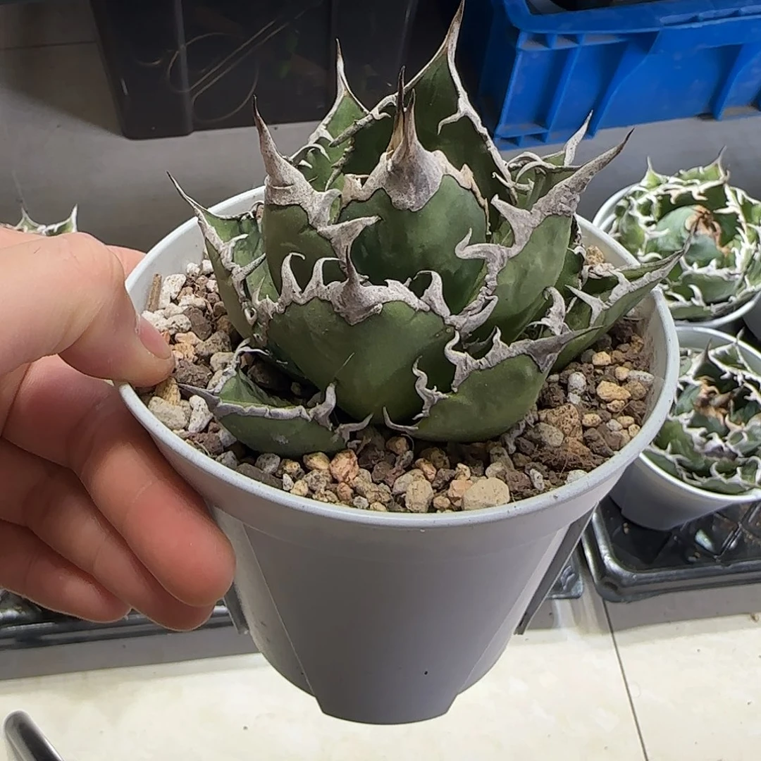 凯撒龙舌兰11111111111