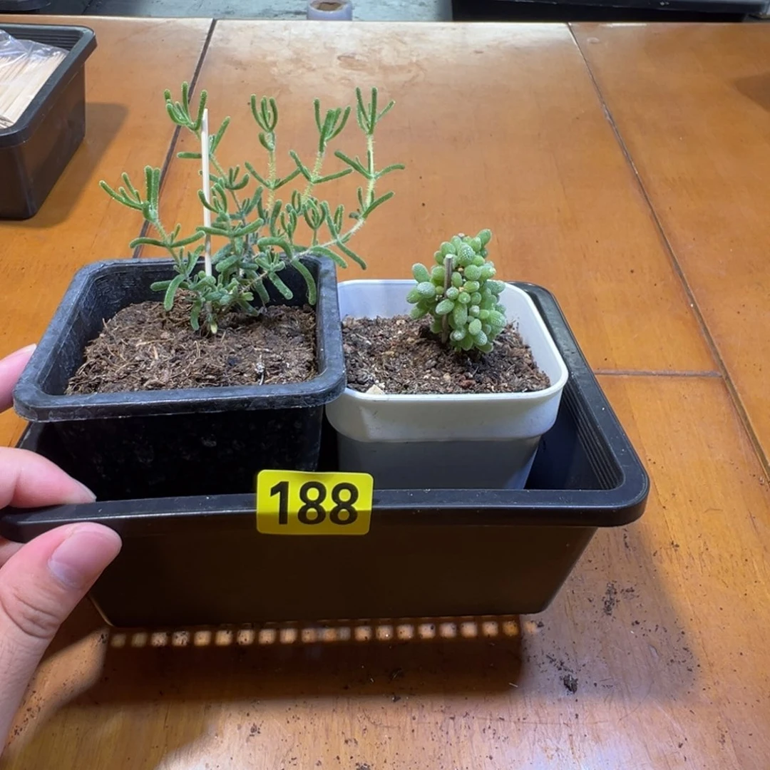 枝干番杏多肉植物188