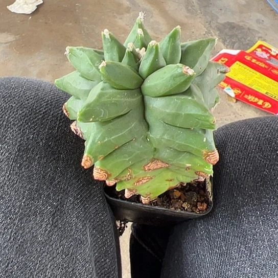 小*点实生角尤46678889