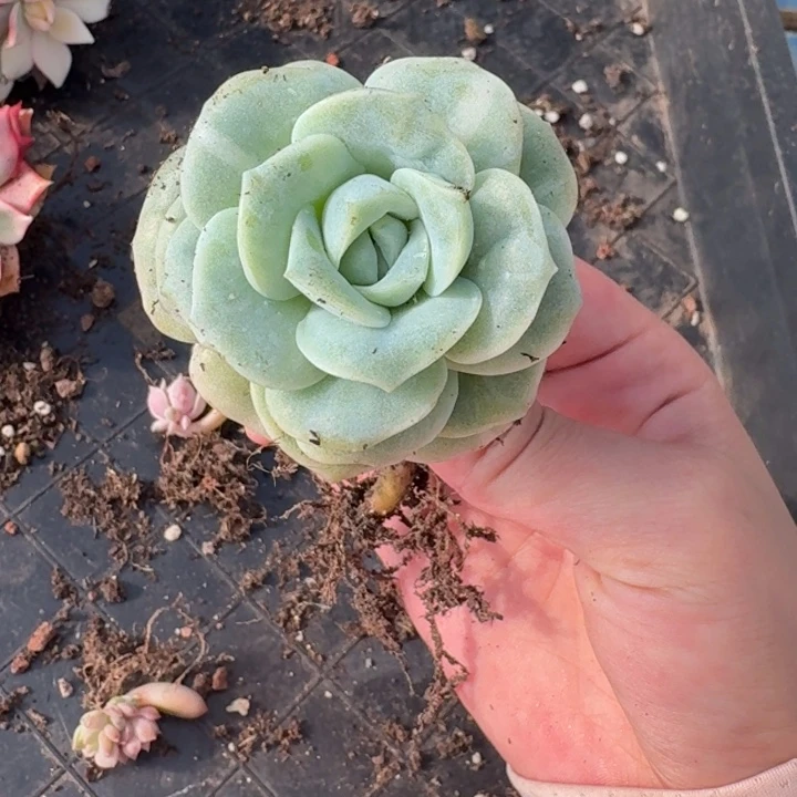 可爱玫瑰一物一拍