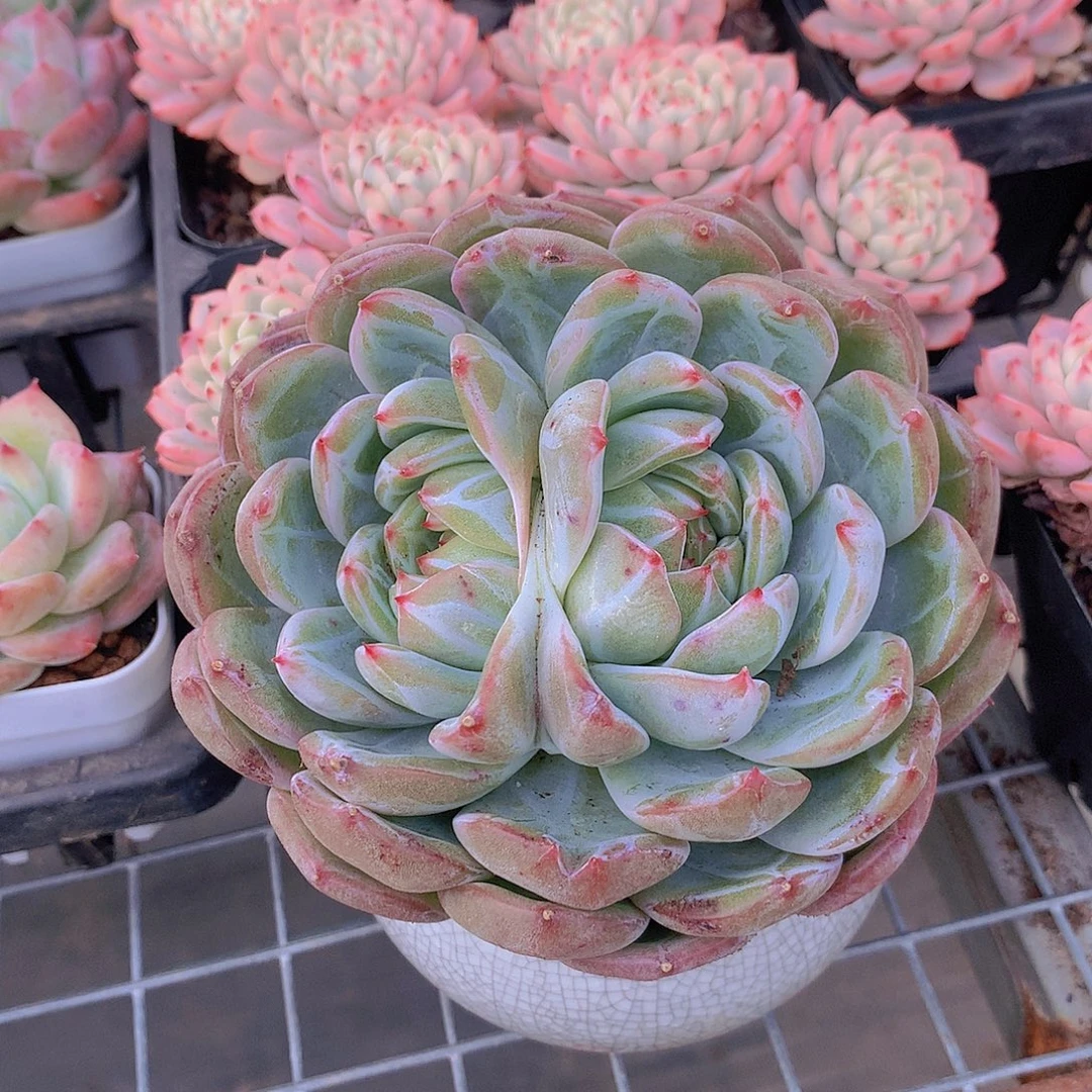 双头雪花珍妮一物一拍4578899999