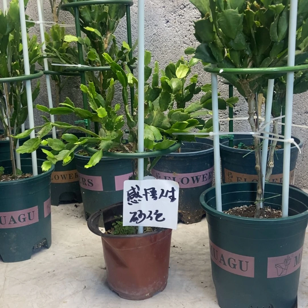 感***生无花朵感悟人生大哥紫色砂轮