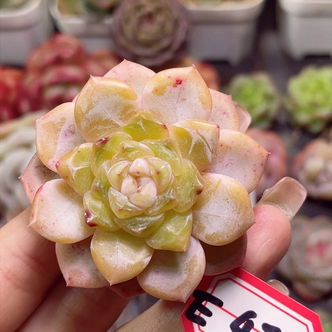 E471定颜珠一物一拍