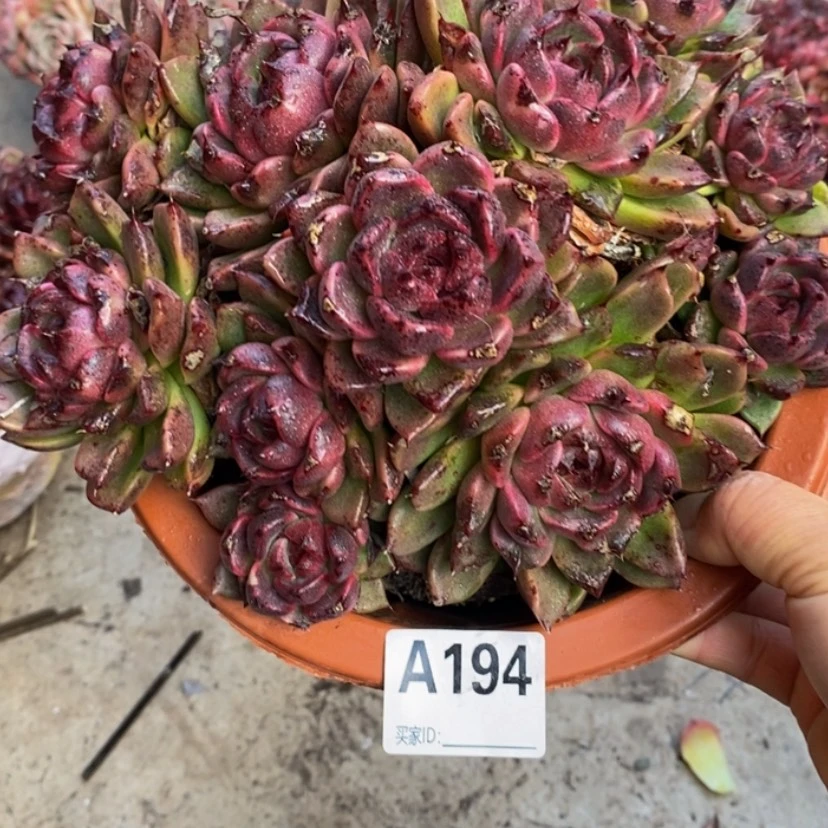 【闪购商品】小*?多肉植物