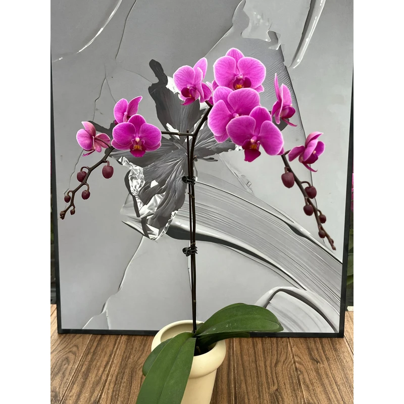 婚宴 精品蝴蝶兰 室内精品观赏  真花