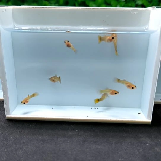 孔雀鱼黄金玻璃猫苗子8条含两条被损。