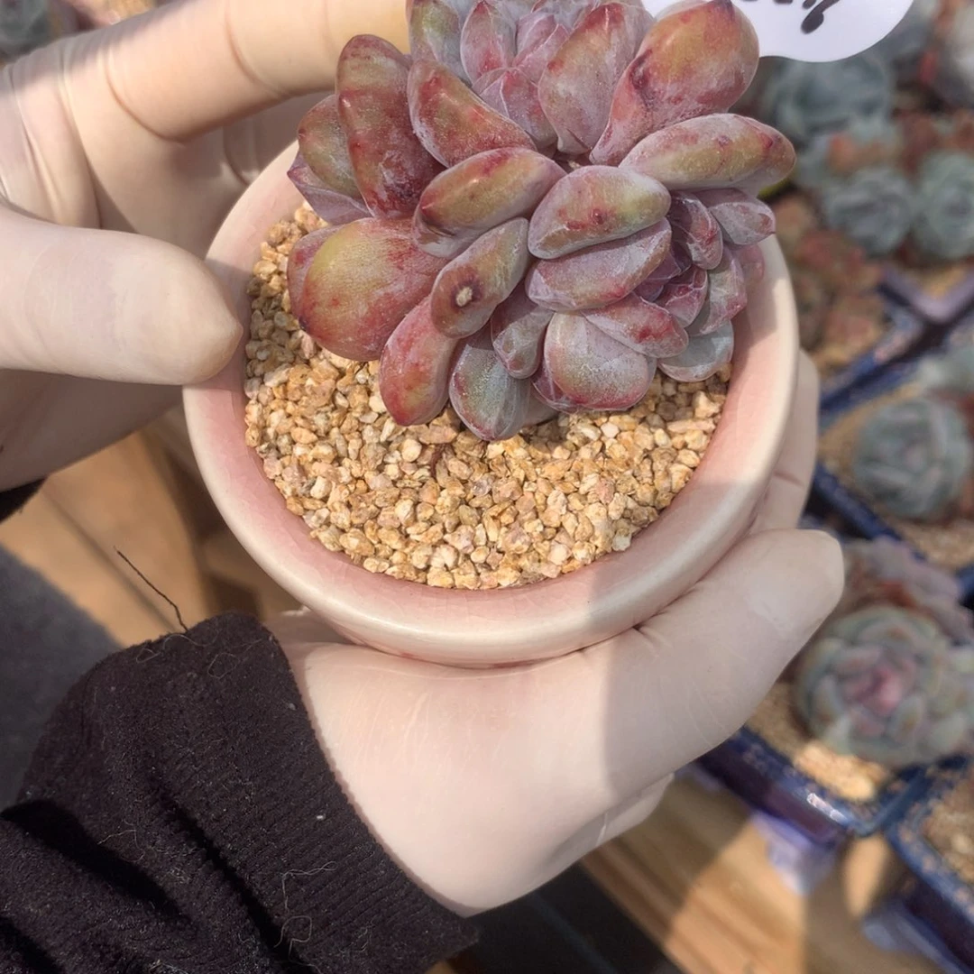 骑****?小摩托星影石化发货多肉