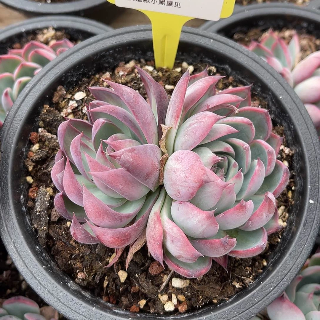 l**a36惊鸿双头冠幅11-12