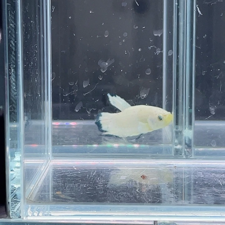 斗鱼包活不包损 感谢支持