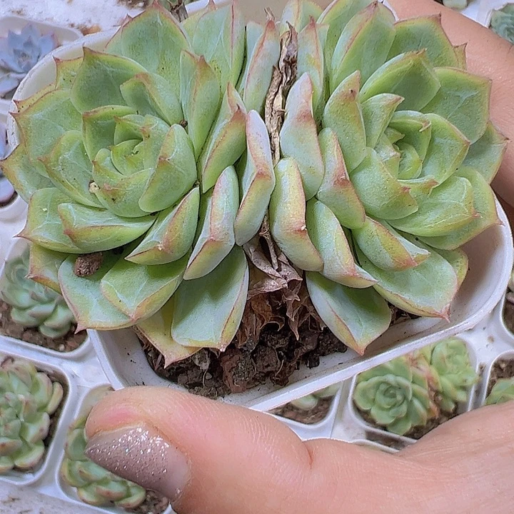 双头62号玫瑰19包邮