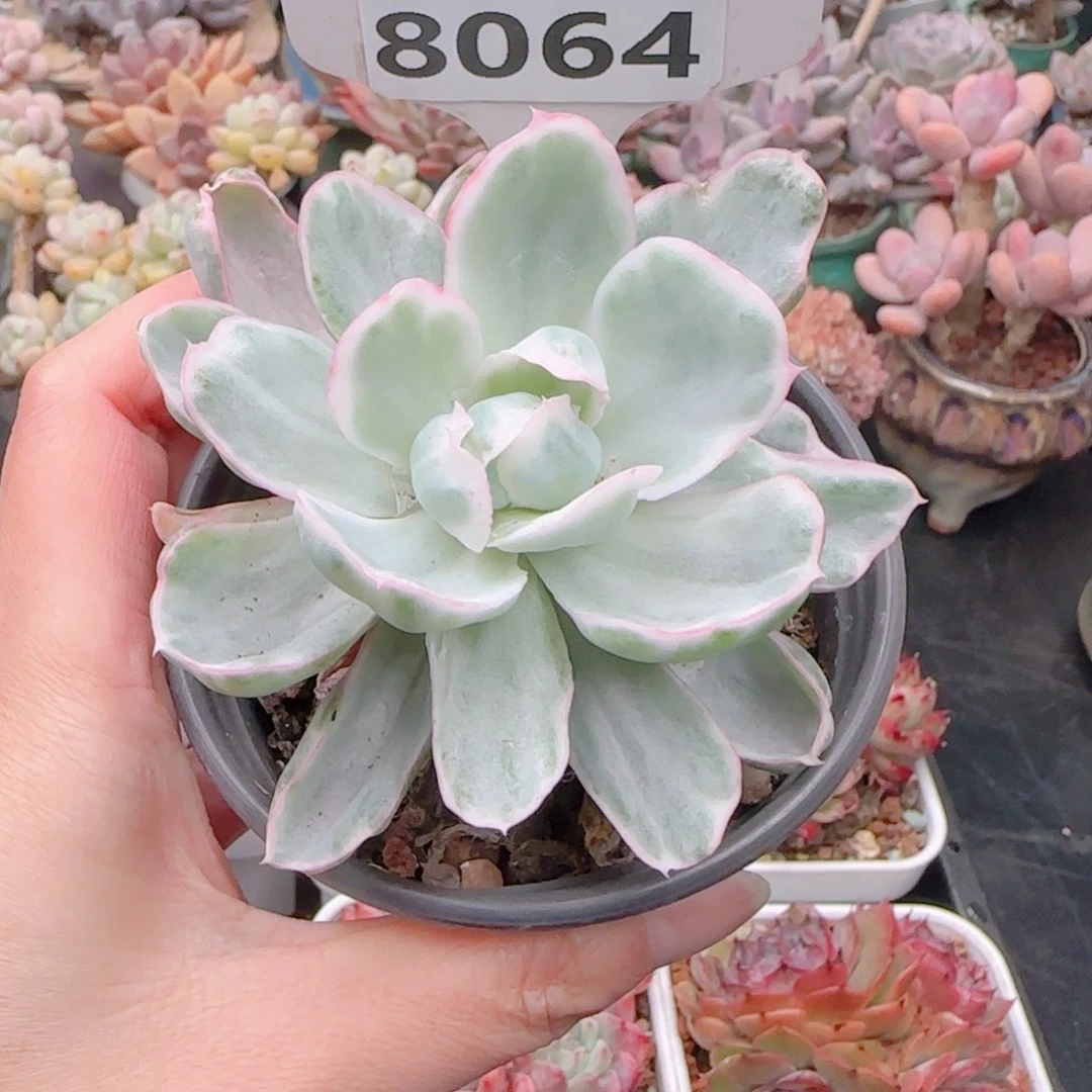 多肉植物8064……………！nn