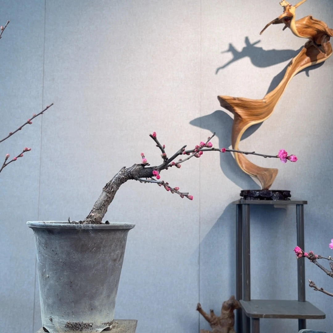 微月季盆景11111野****o