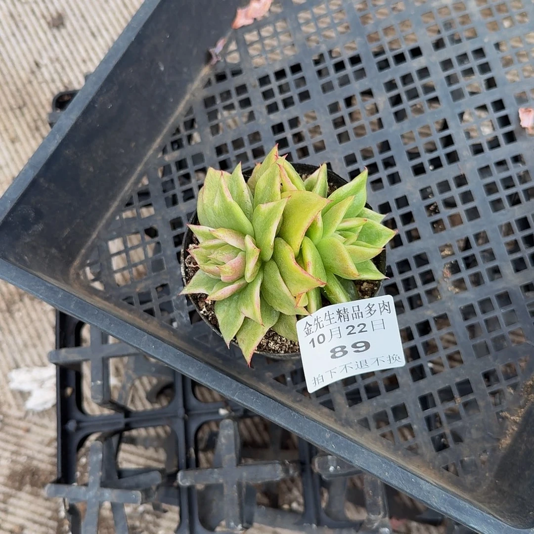 无***论1022-89拉丝双头a