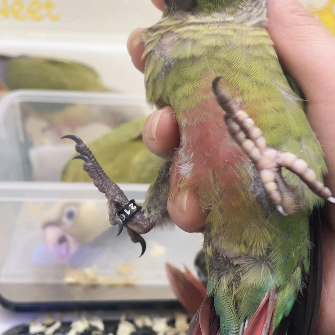 虎皮鹦鹉手养亲人黏人的小太阳