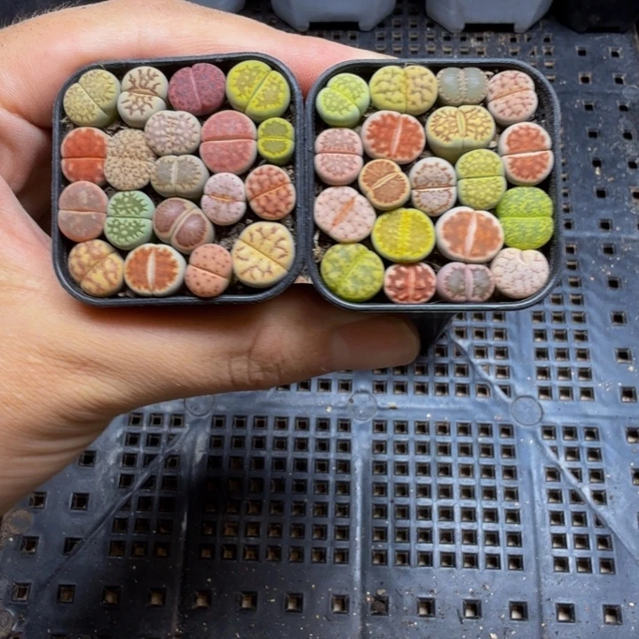 蓉***毅多肉植物的生长发育226
