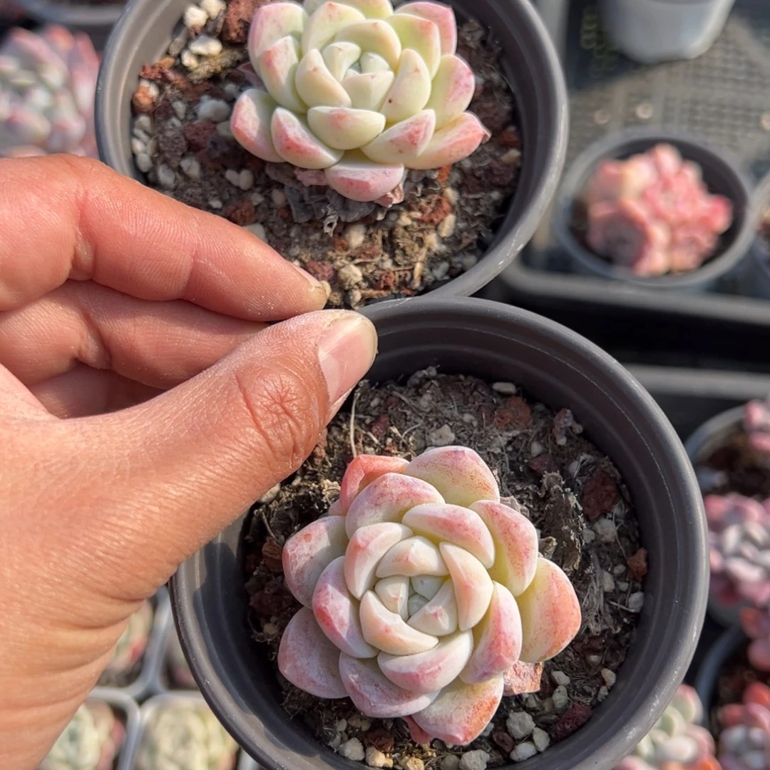 雪媚娘单头到手2颗量拍多肉满18元包邮下午发货