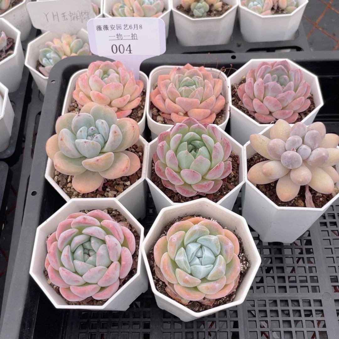 薇薇安园艺多肉004