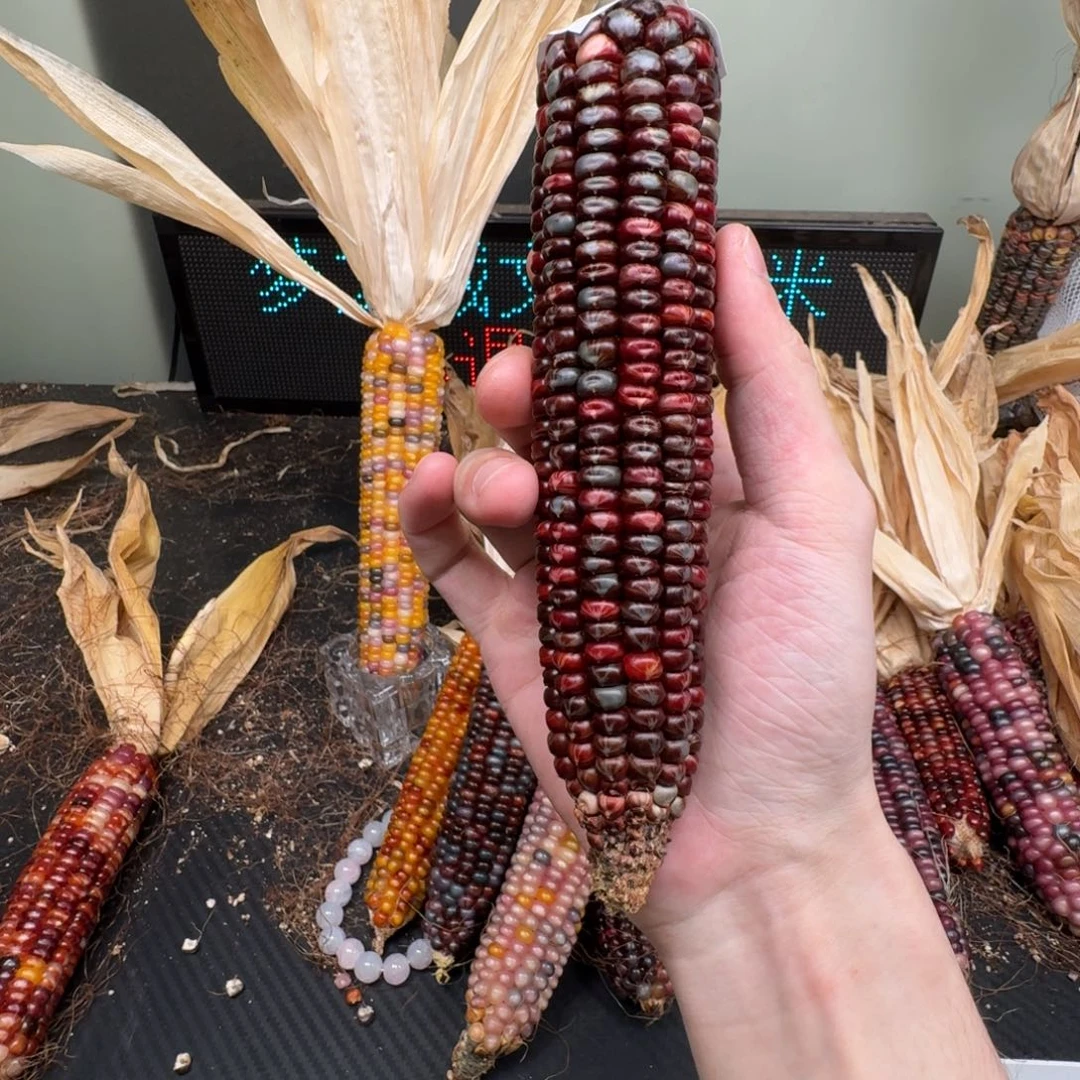 柏香籽/百香籽吊坠米*