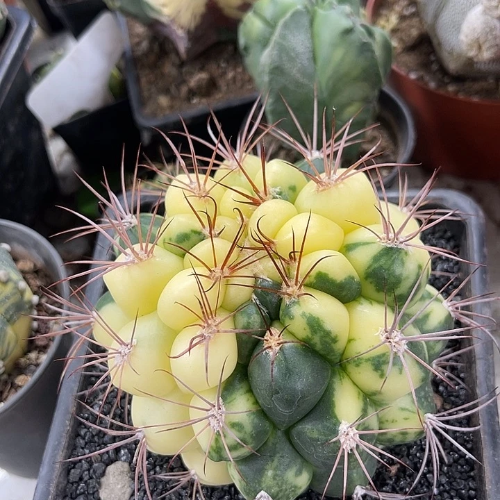 仙人球开花了仙人球